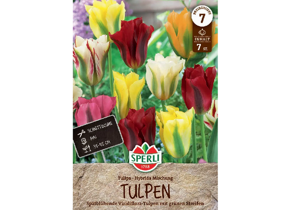 Viridiflora tulipán színkeverék